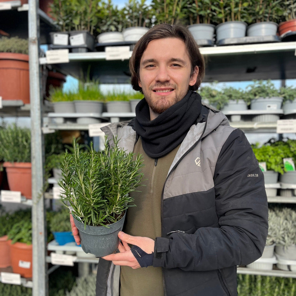 Rosemary officinalis (8cm/1.5L)