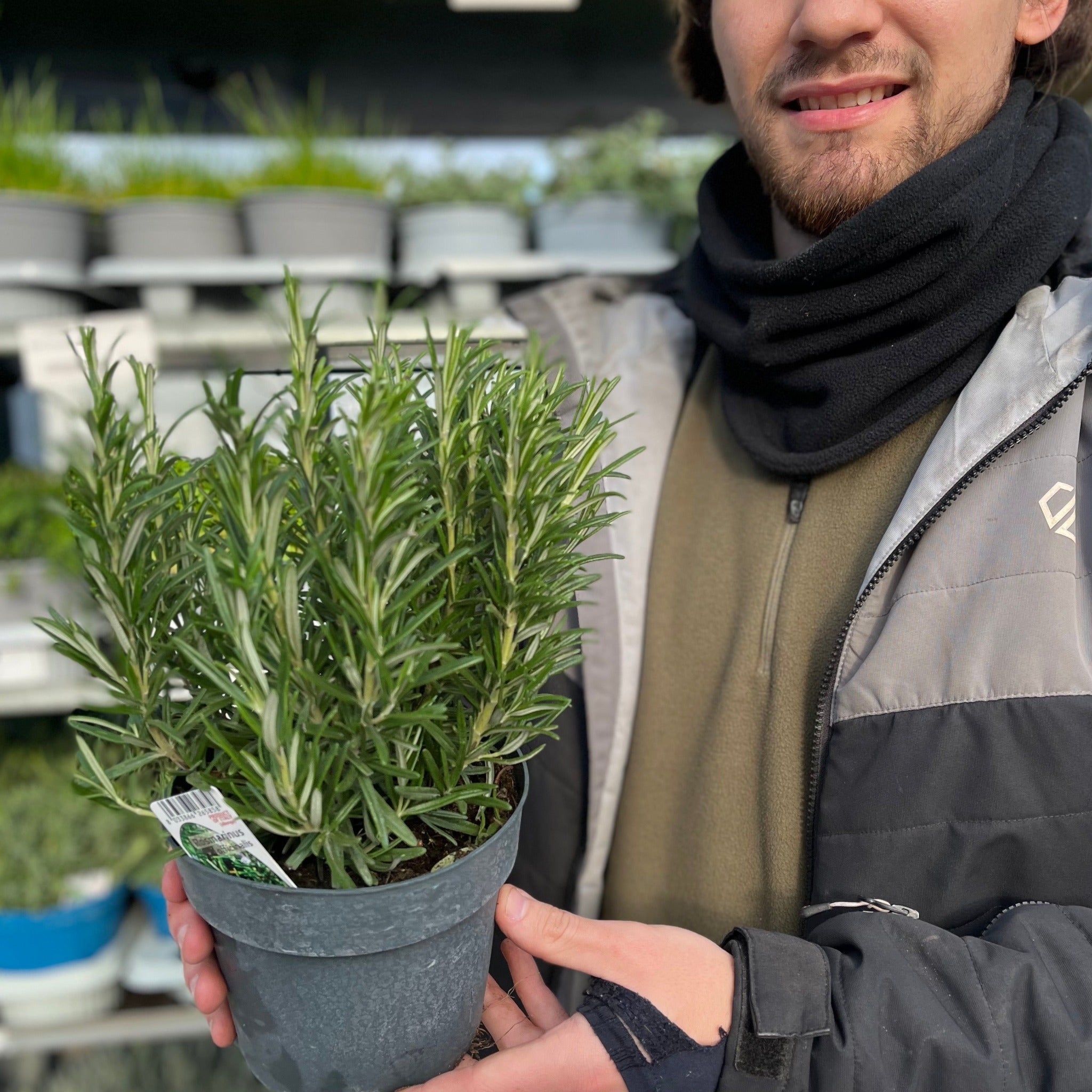 Rosemary officinalis (8cm/1.5L)