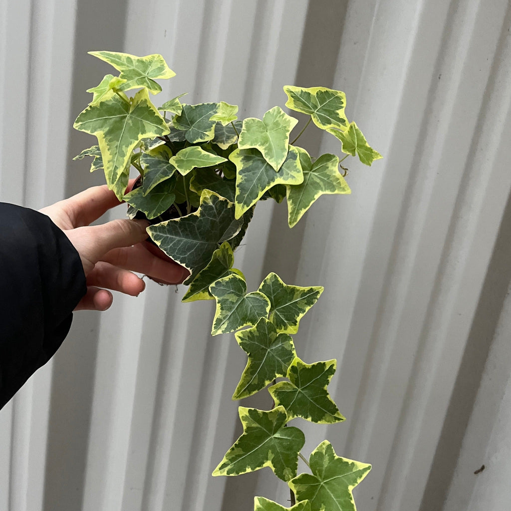 Hedera Helix - Trailing Variegated Ivy (9cm/14cm Pots)