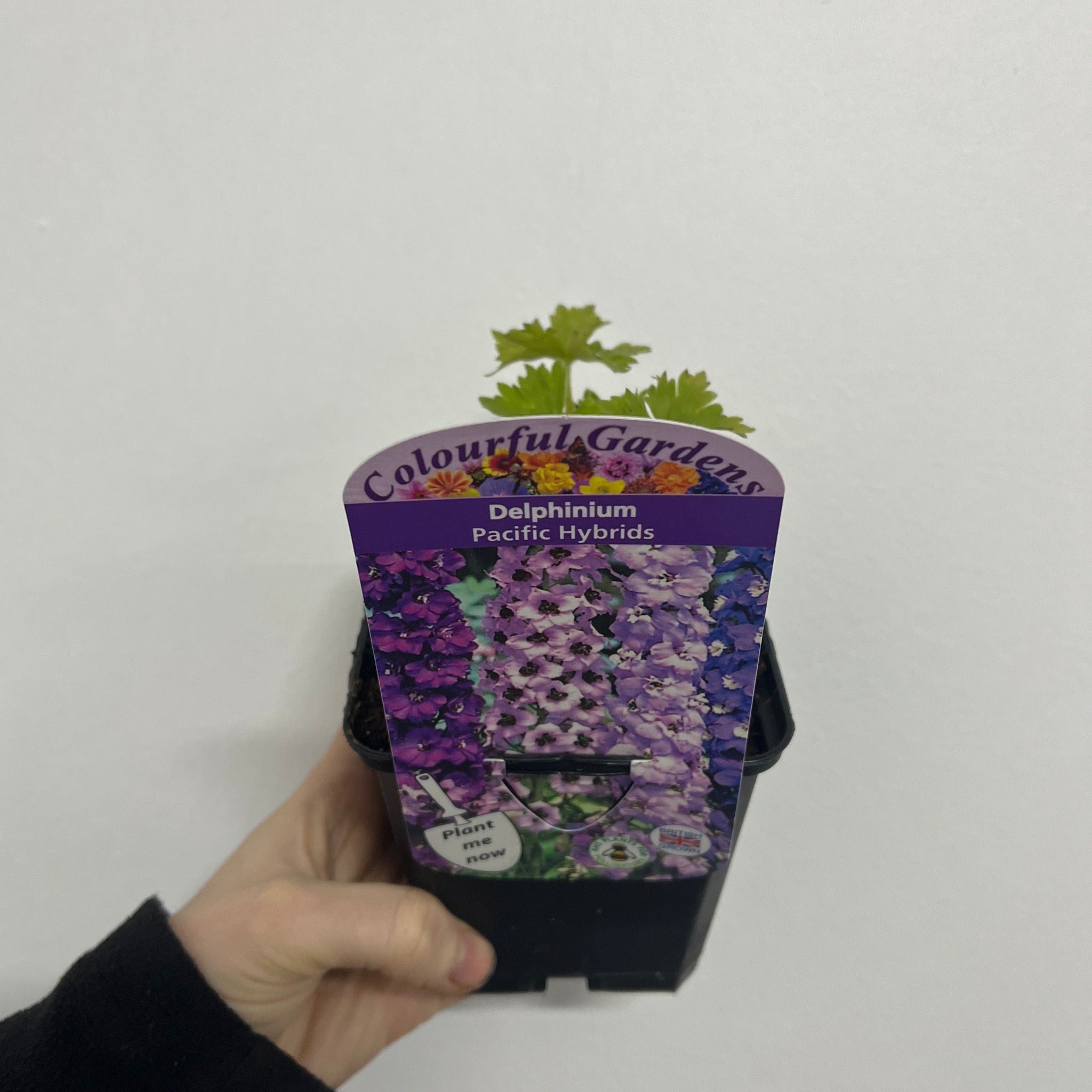 Delphinium pacific Hybrids Mixed 9cm