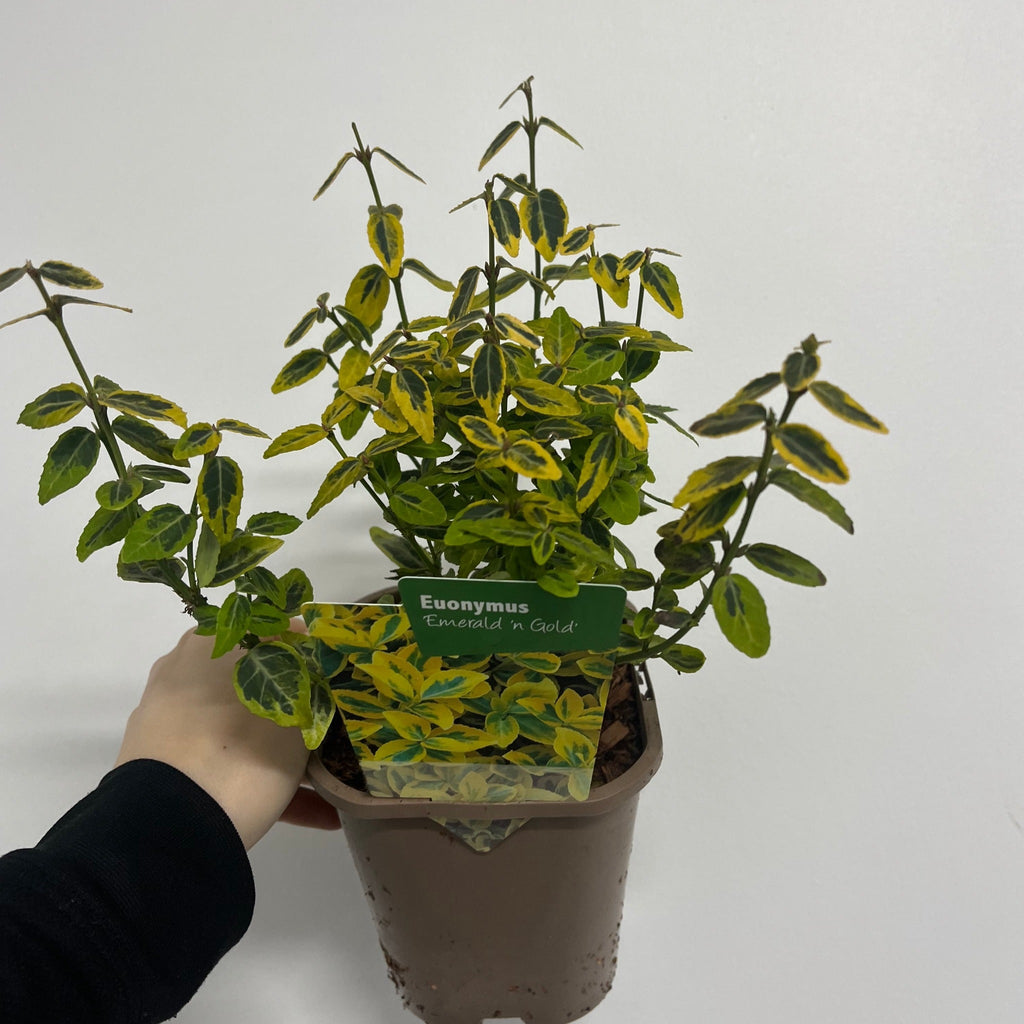 Euonymus fortunei 'Emerald n Gold'  1L / 5L