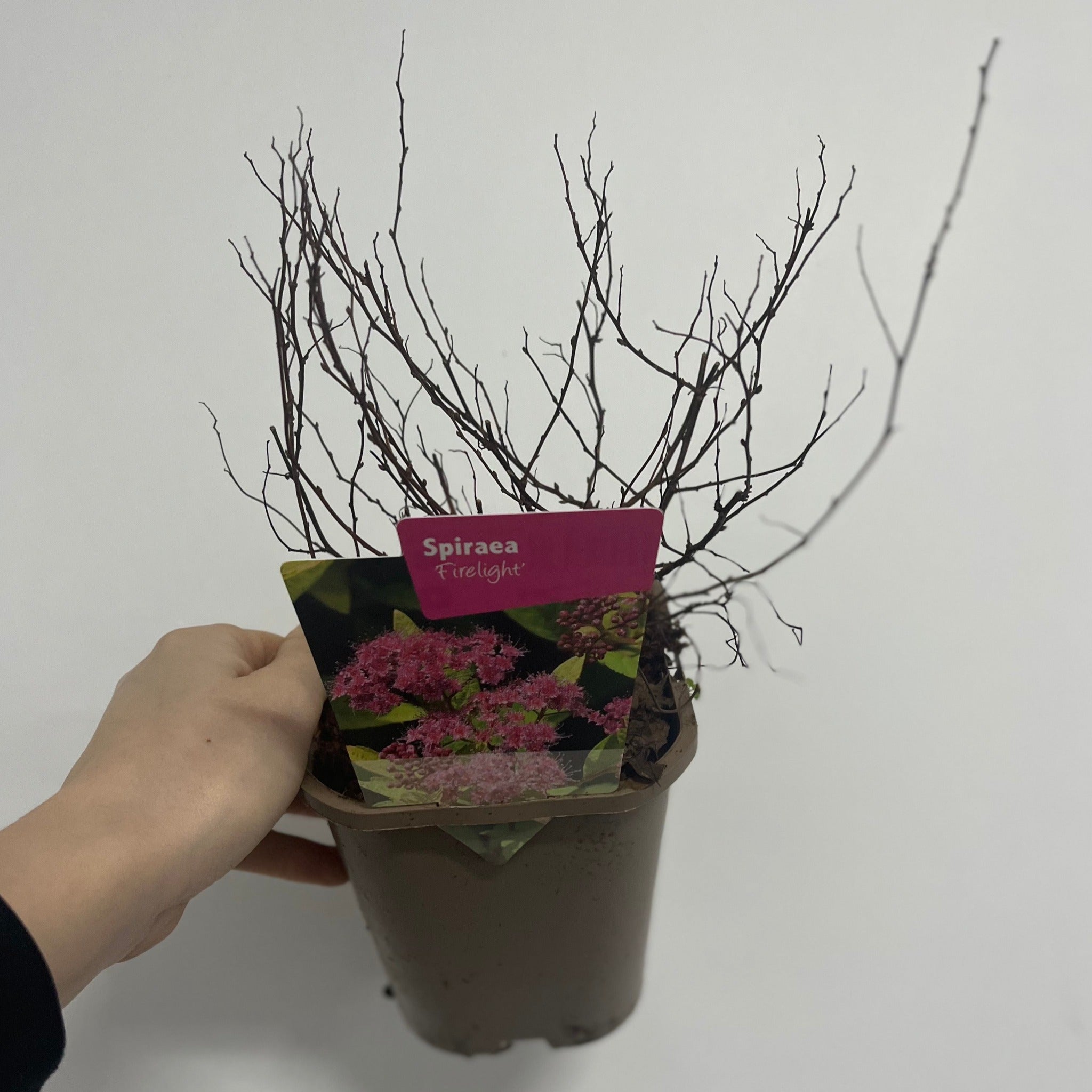 Spiraea japonica 'Manon' 1L