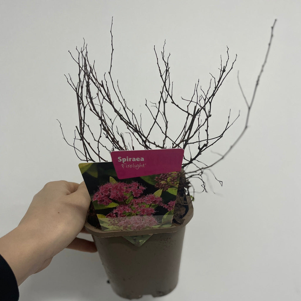 Spiraea japonica 'Firelight' 9cm / 1L / 2L