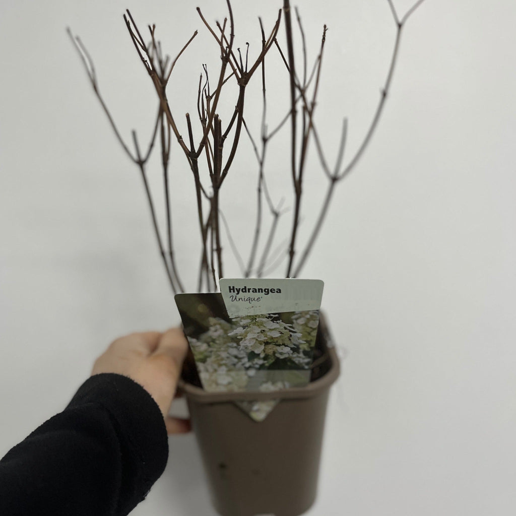 Hydrangea paniculata 'Unique' 1L (30-40cm inc pot)