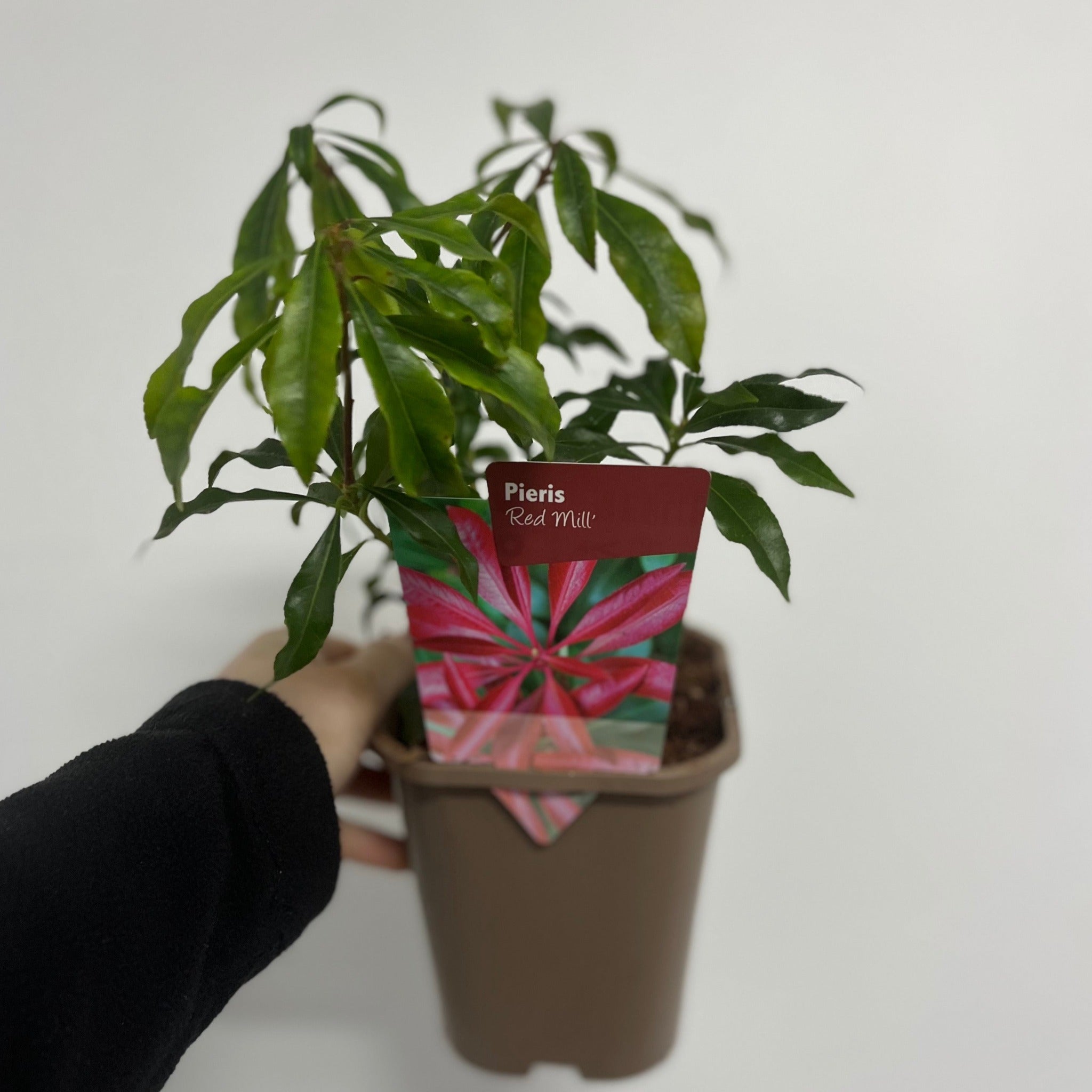 Pieris japonica 'Red Mill' 1L