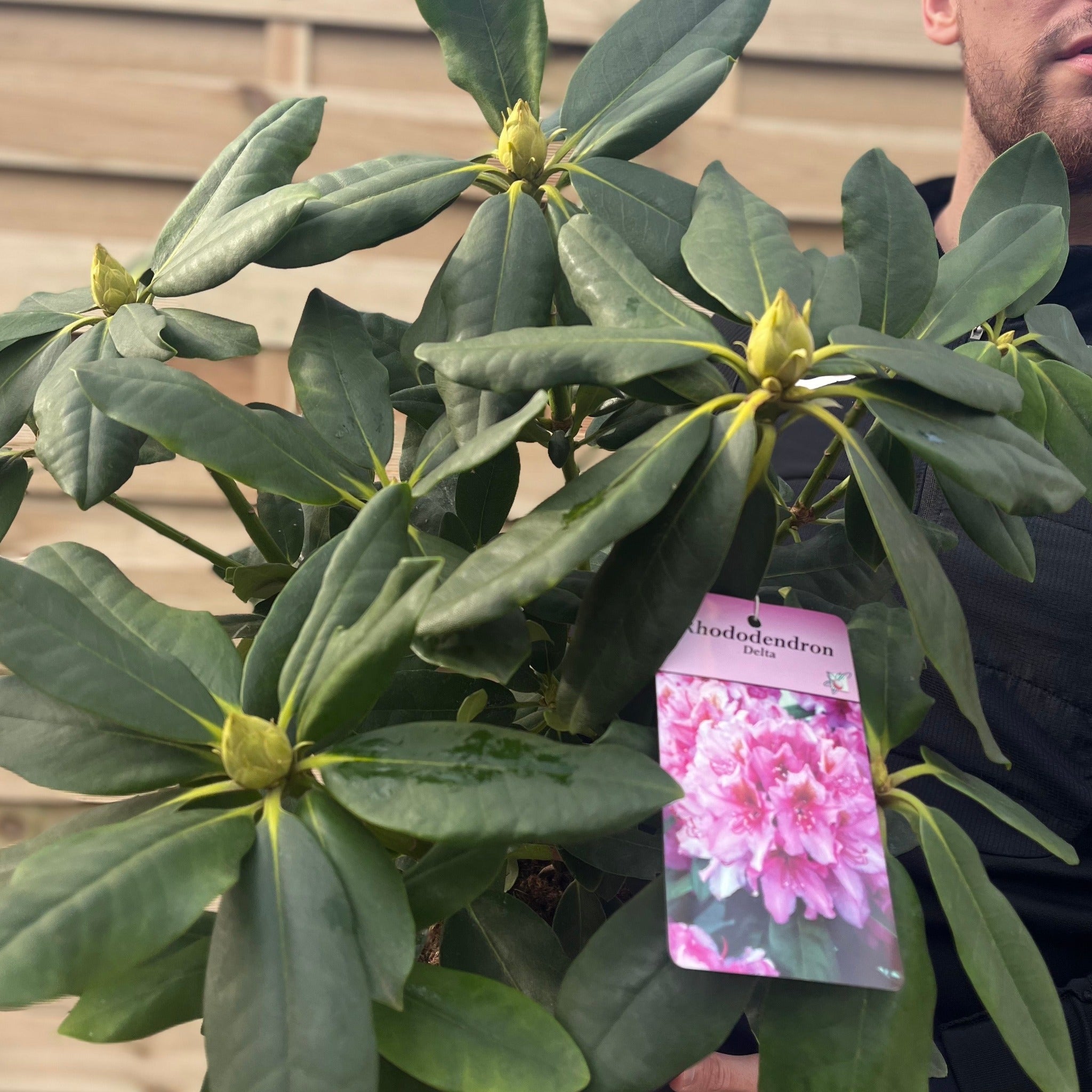 Rhododendron Delta 2L / 5L