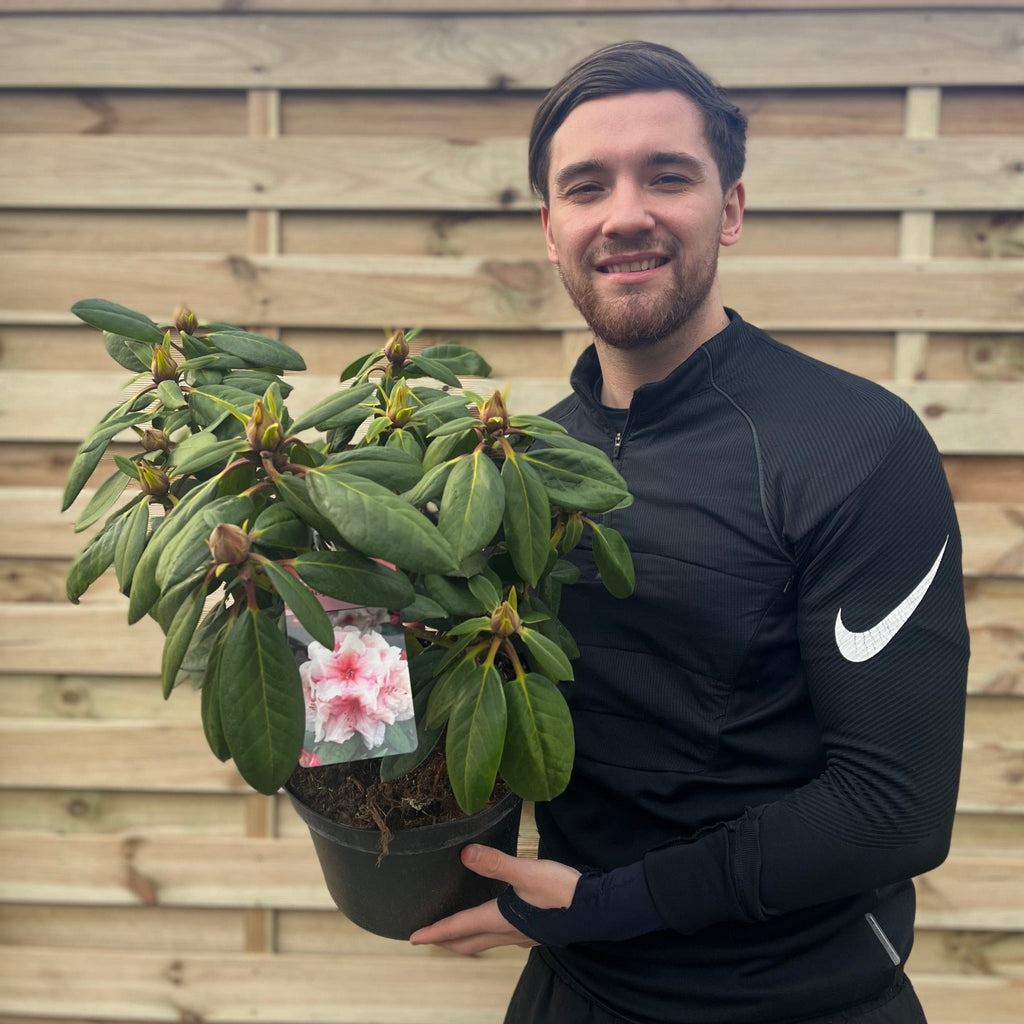 Rhododendron Virginia Richards 5L