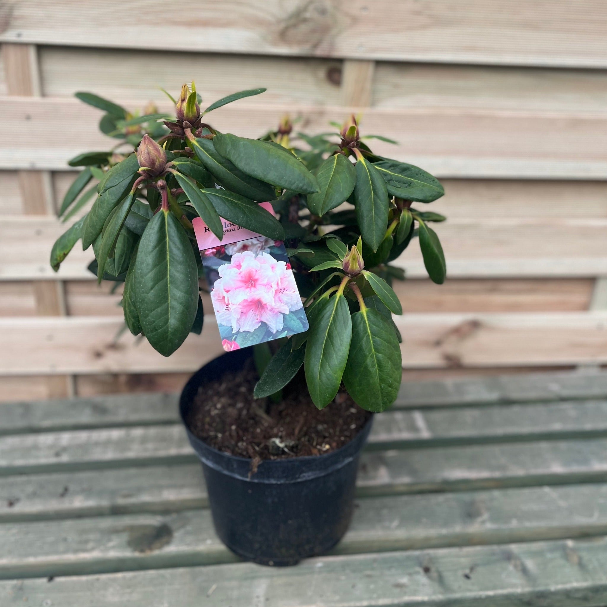 Rhododendron Virginia Richards 5L