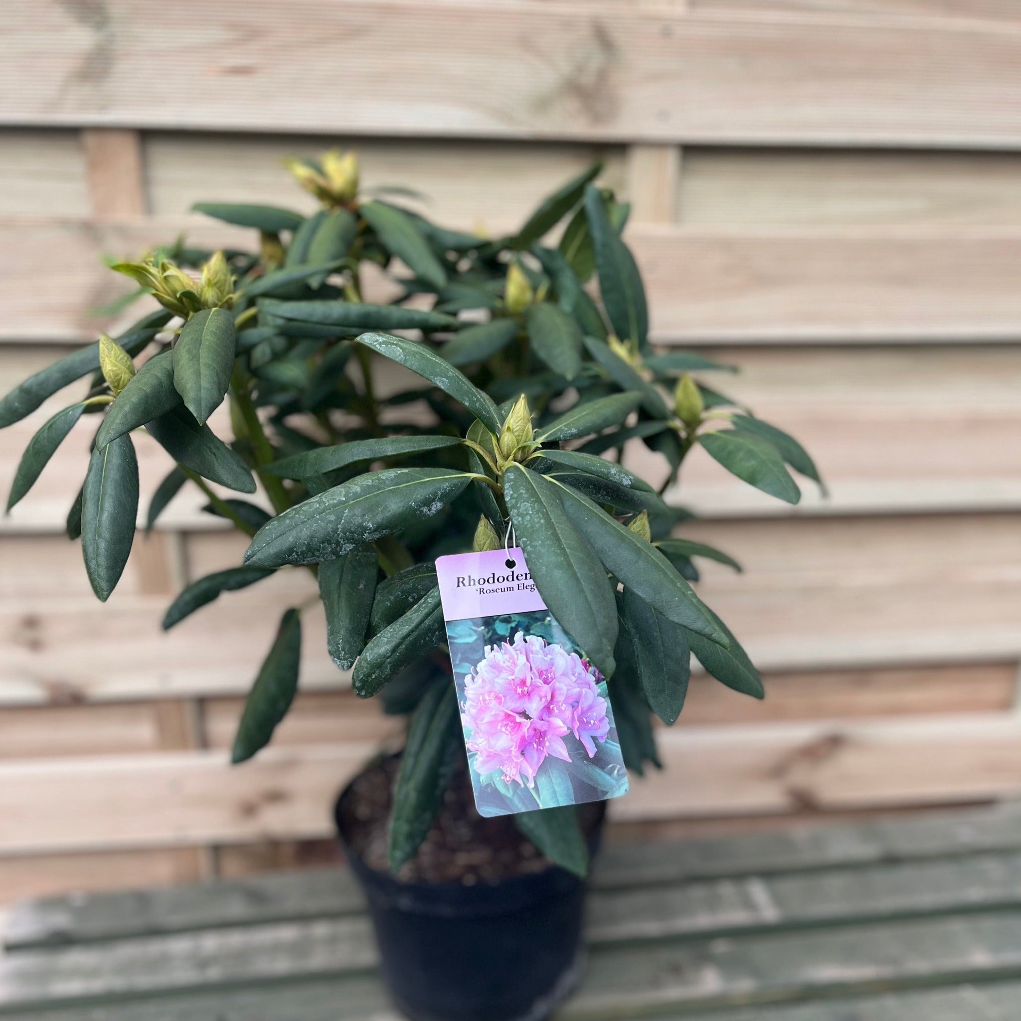 Rhododendron Roseum Elegans 2-5L