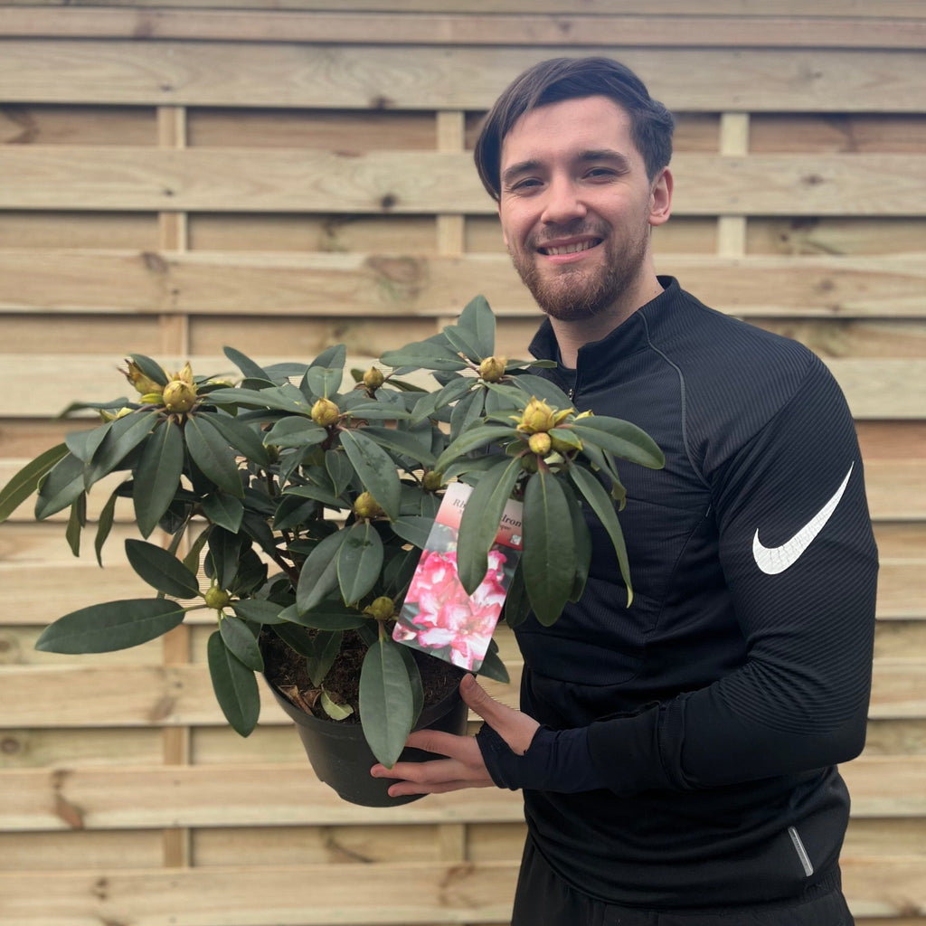 Rhododendron Midnight Mystique 5L