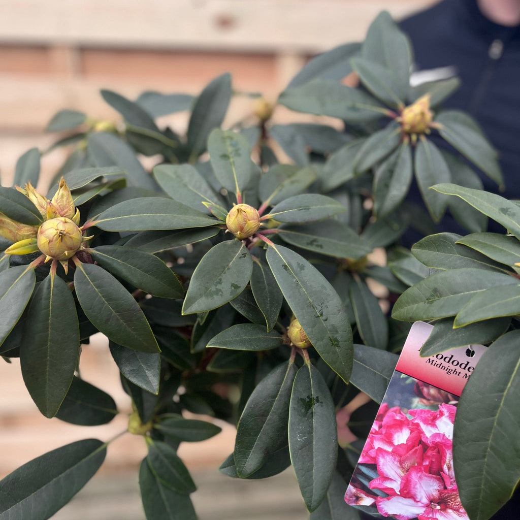 Rhododendron Midnight Mystique 5L