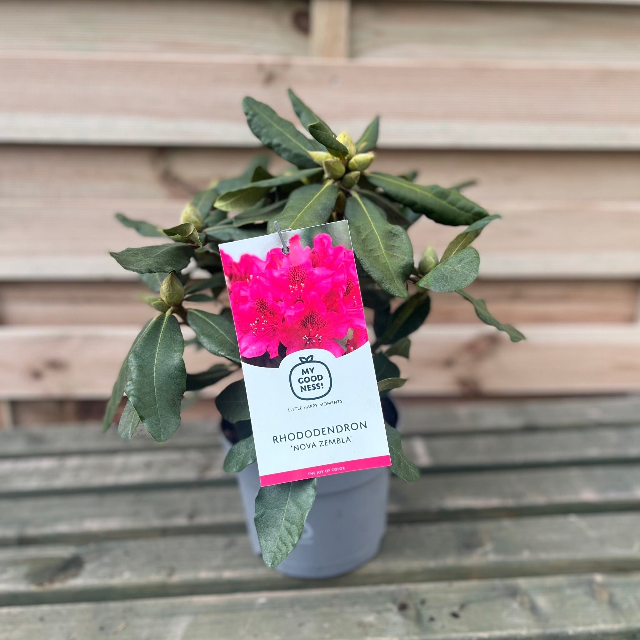 Rhododendron 'Nova Zembla' 2L / 5L