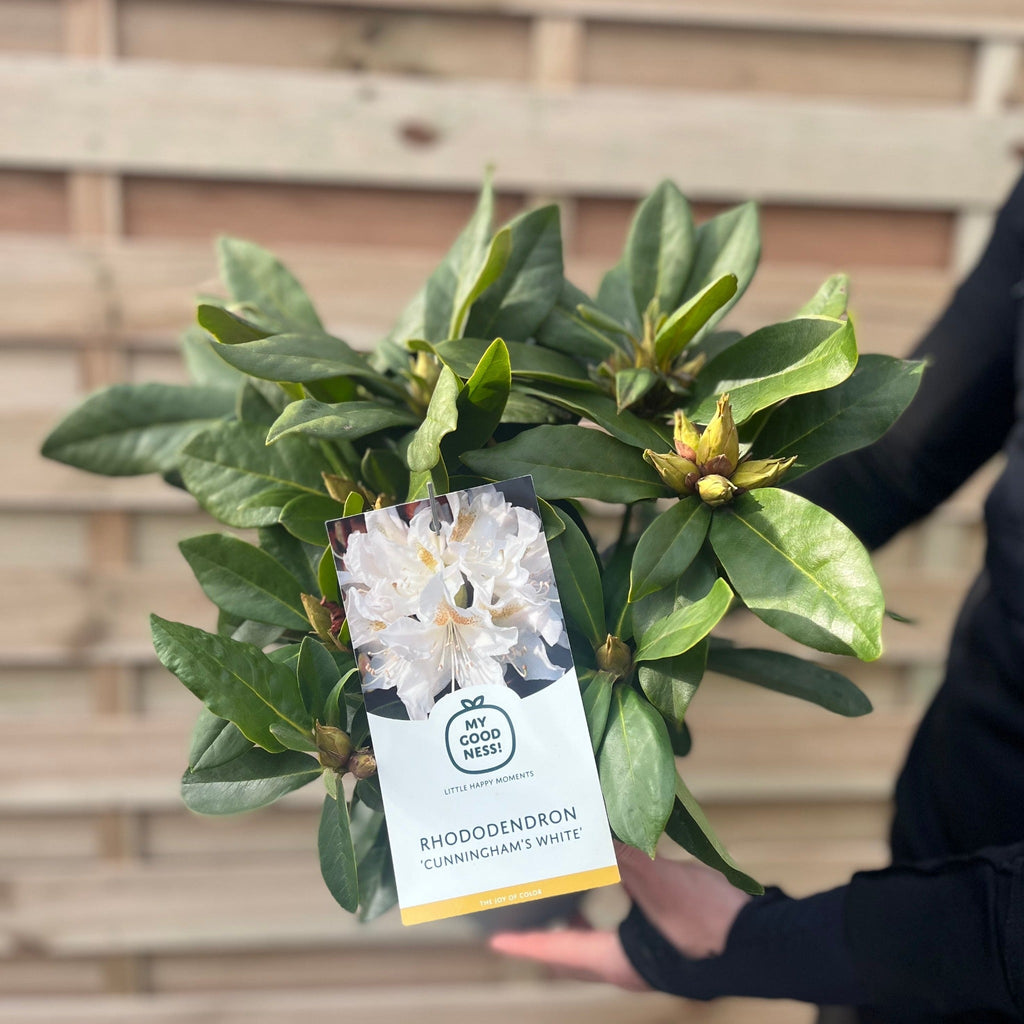 Rhododendron 'Cunninghams White' 2L / 3L