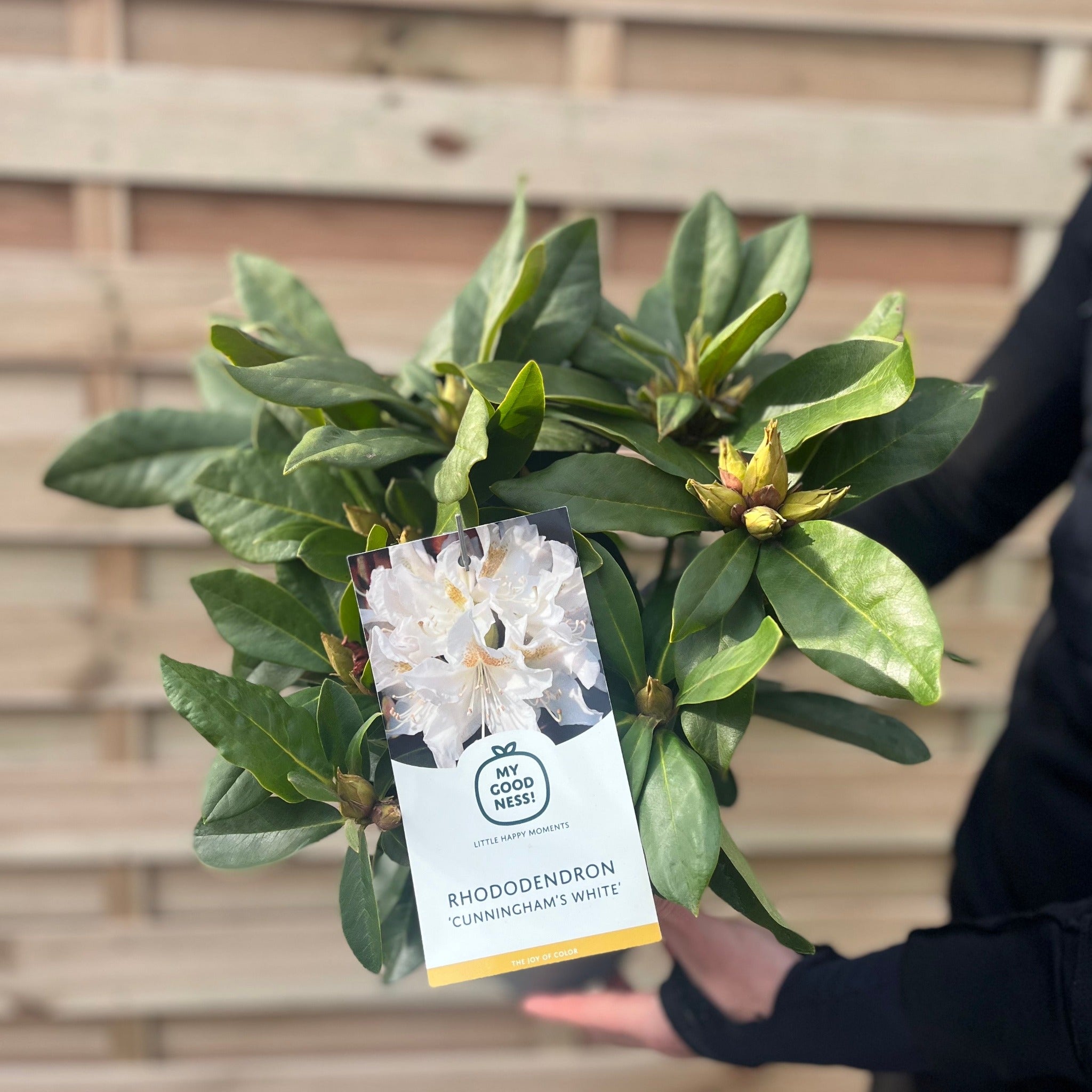 Rhododendron 'Cunninghams White' 2L / 3L