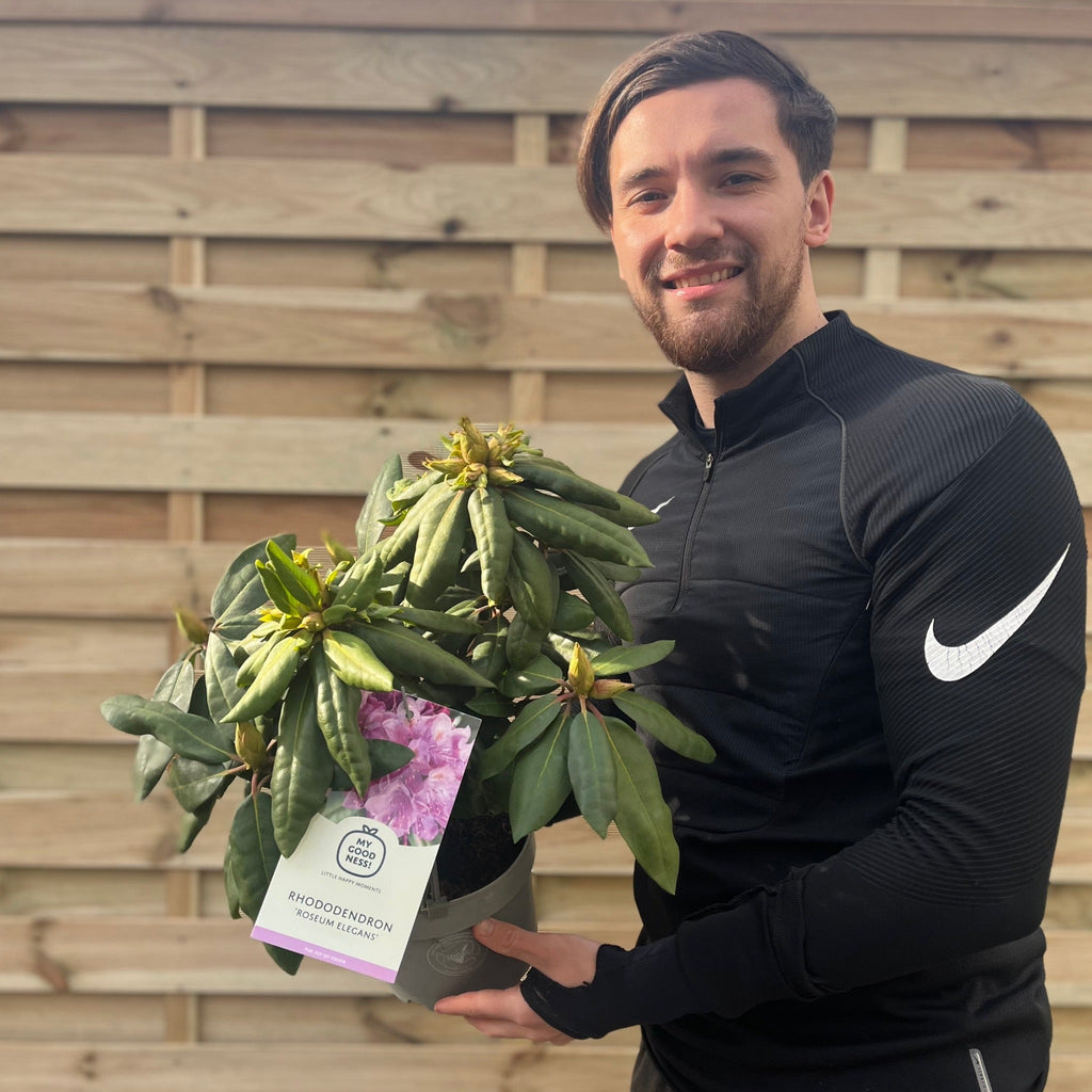 Rhododendron Delta 2L / 5L