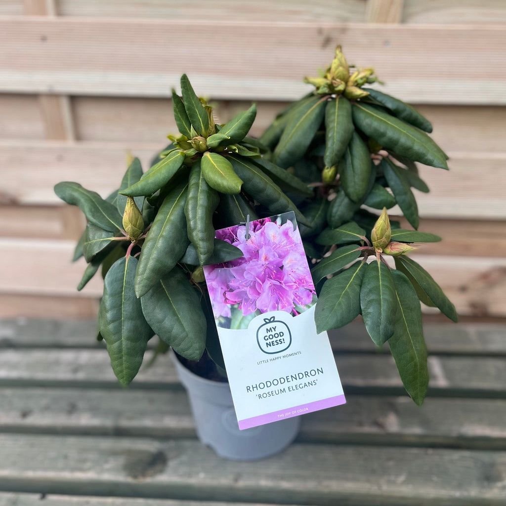 Rhododendron Delta 2L / 5L