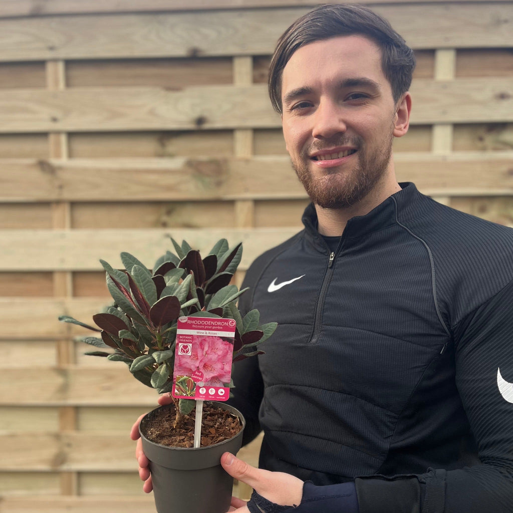 Rhododendron Wine and Roses (2 Sizes)