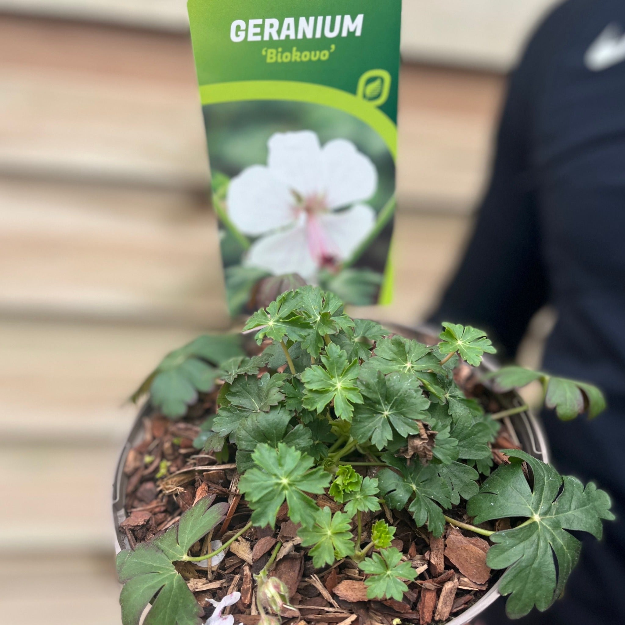 Geranium 'Biokovo' 9cm/2L