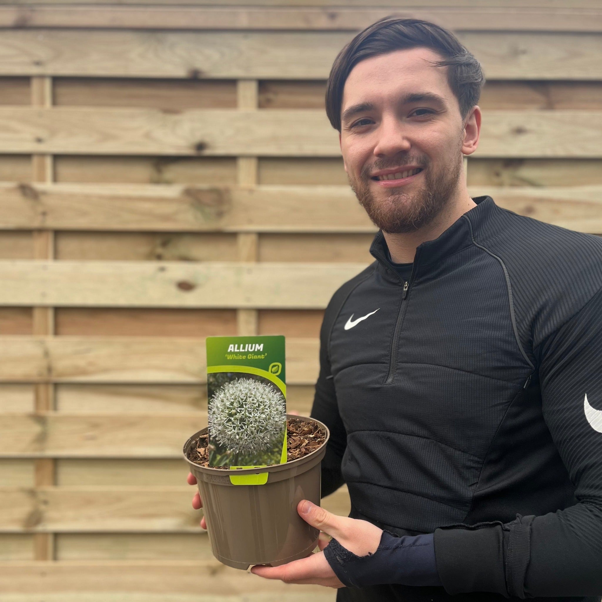 Allium 'White Giant' 2L