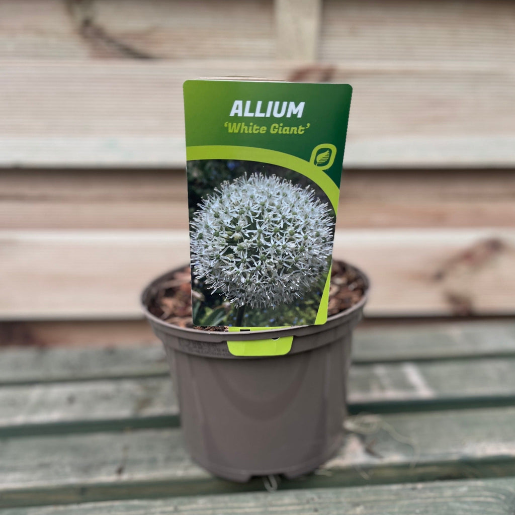 Allium 'White Giant' 2L