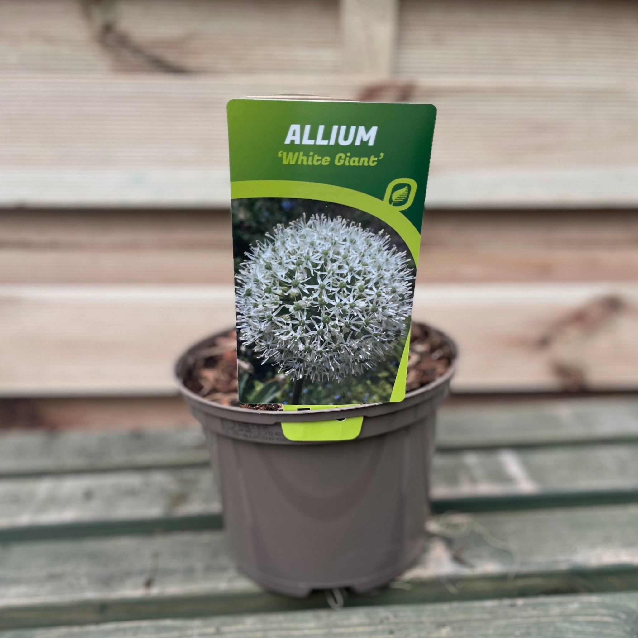 Allium 'White Giant' 2L