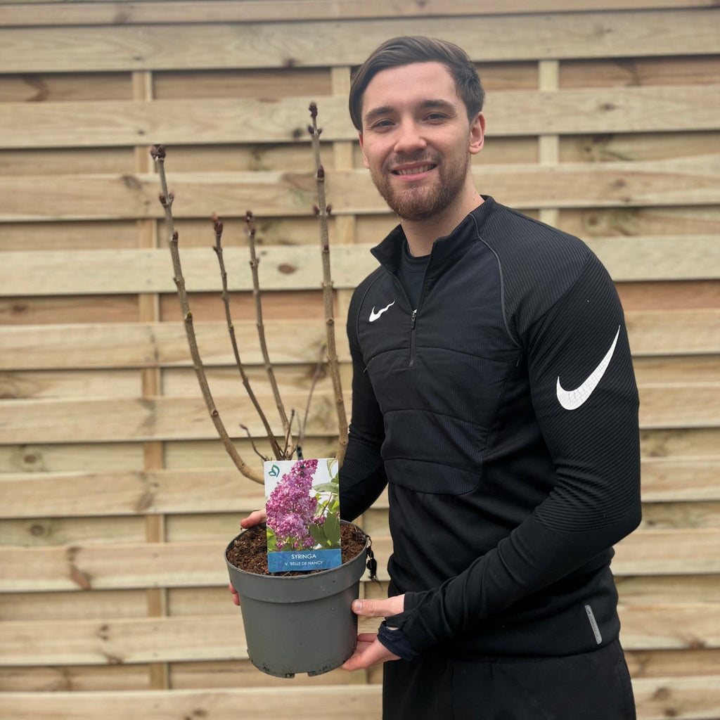 Syringa vulgaris 'Belle De Nancy'' (Lilac) 3L