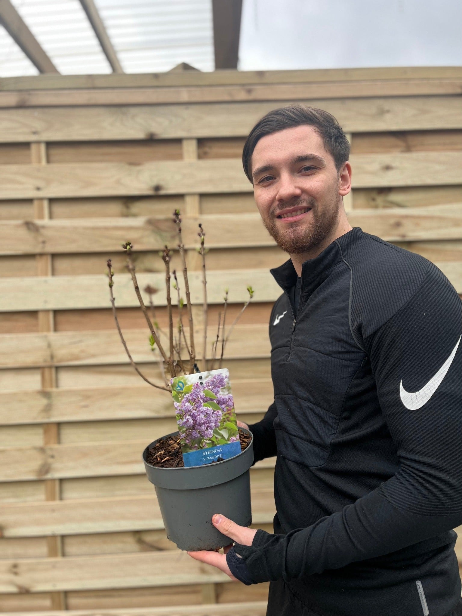 Syringa vulgaris 'Amethyst' (Lilac) 3L