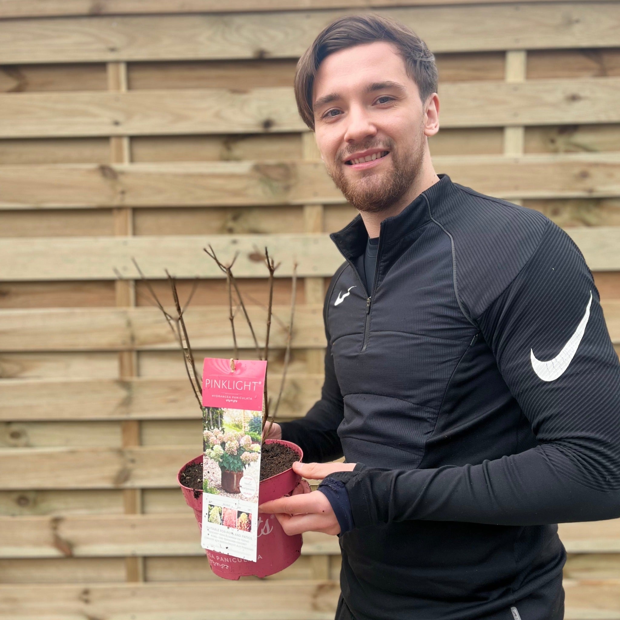 Hydrangea paniculata 'Pink Light' 2L / 5L