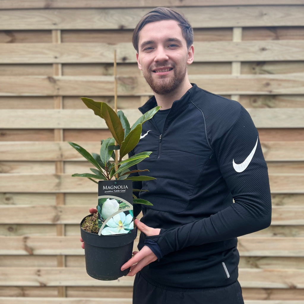 Evergreen Magnolia | Magnolia grandiflora 'Little Gem' | 60cm