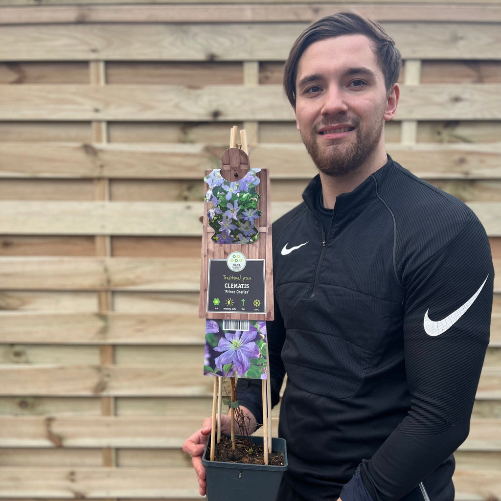 Clematis 'Prince Charles' 75cm