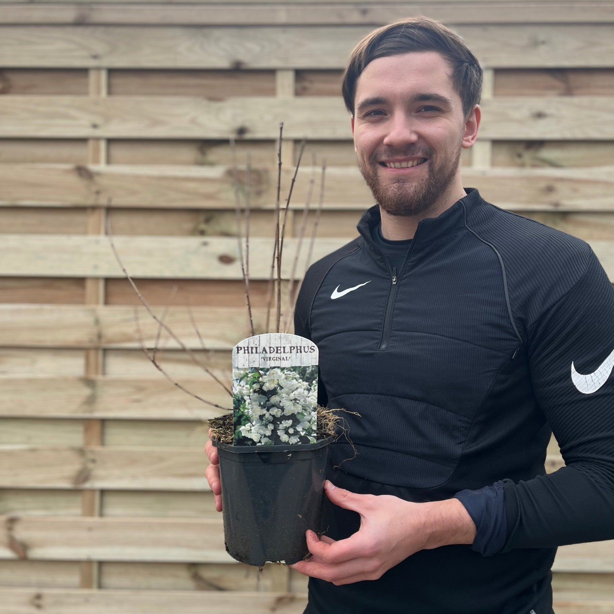 Philadelphus 'Virginal' | Mock Orange | 9cm / 2L / 5L