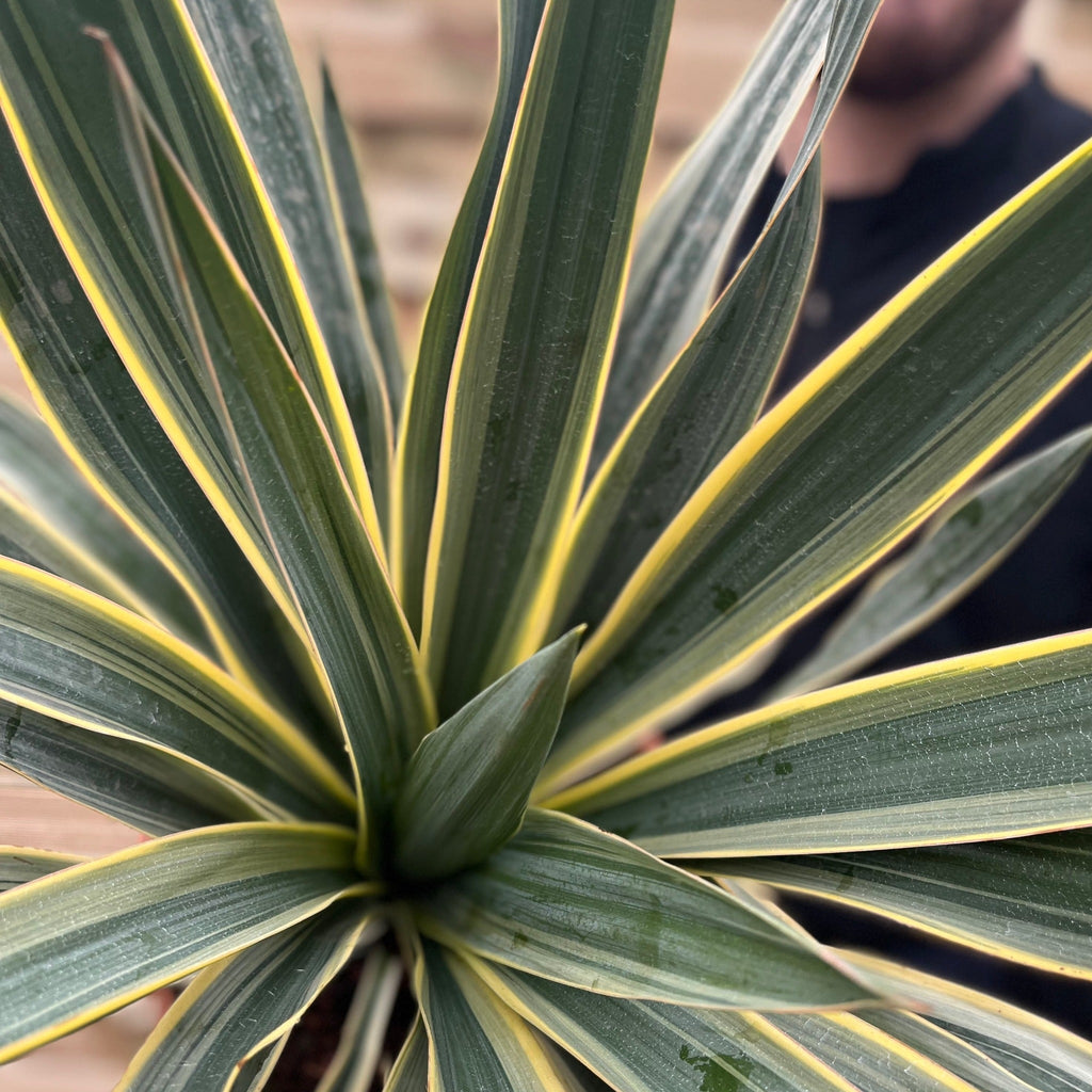 Yucca 'Gloriosa' Variegata 9cm / 3L / 7.5L