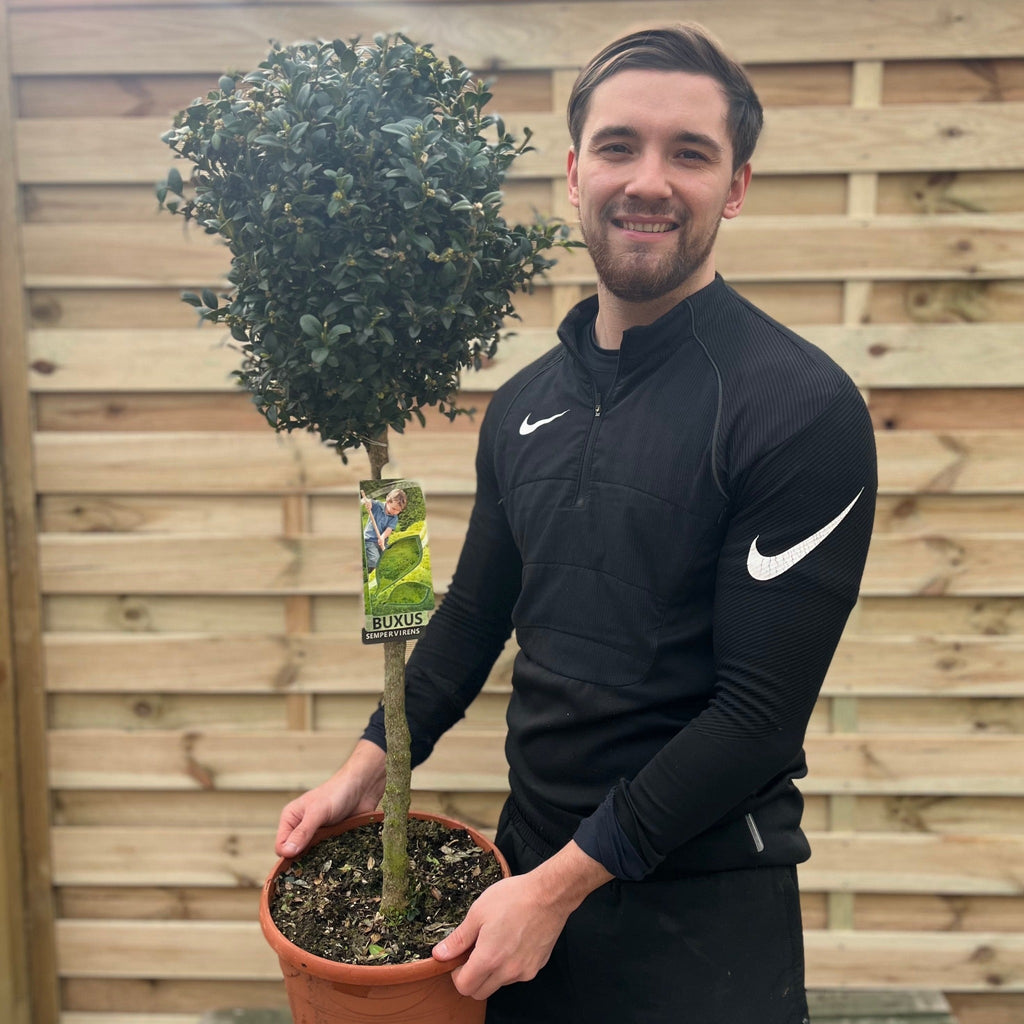 Buxus Topiary Ball on Stem | Buxus sempervirens Topiary | 80-90cm/160cm