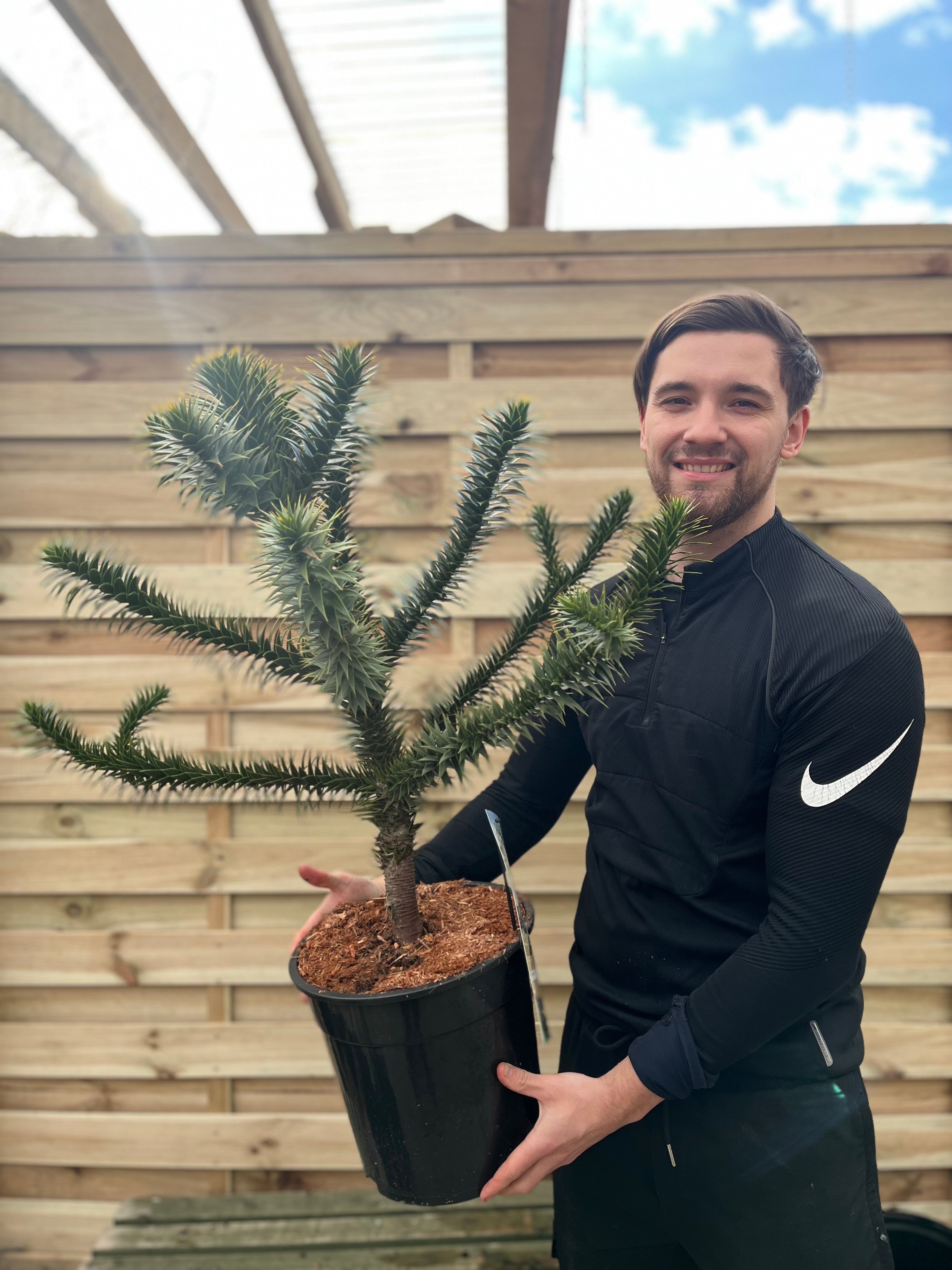Araucaria Araucana Monkey Puzzle Tree  | Large Tree | 10L Pot | Height including pot 90cm