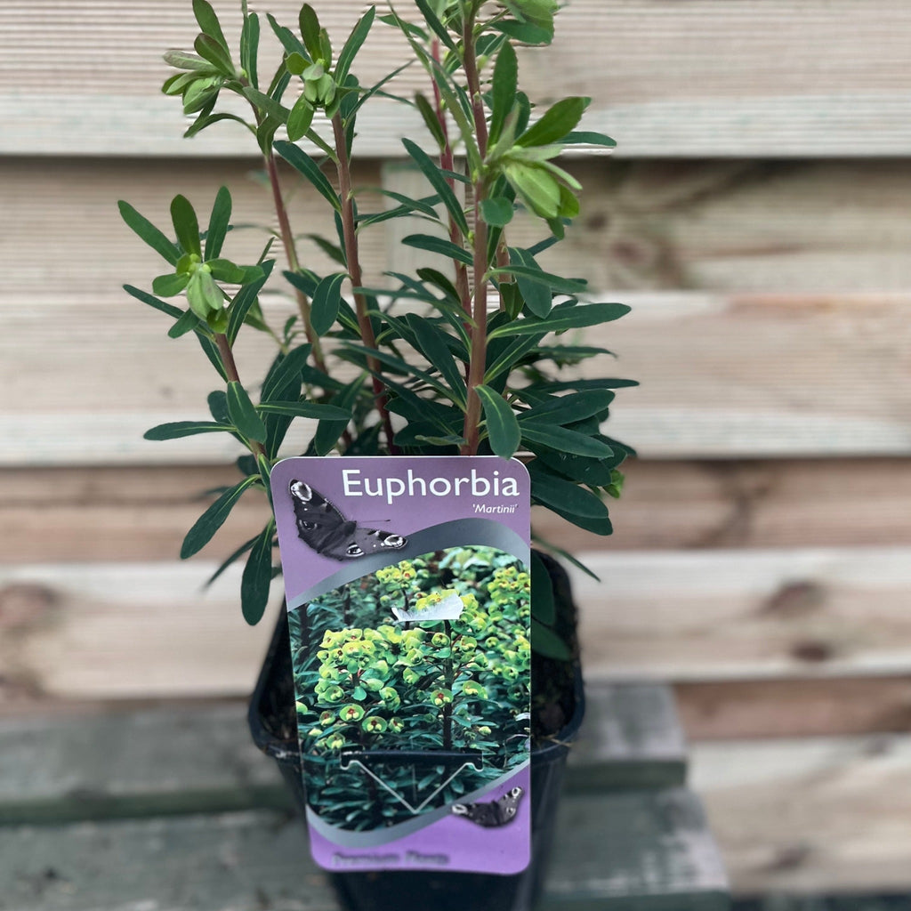 Euphorbia x martinii 2L