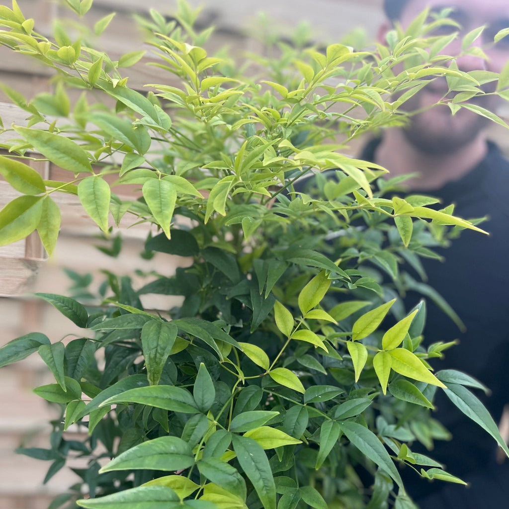 Nandina domestica 'Lemon and Lime' 9cm/2L