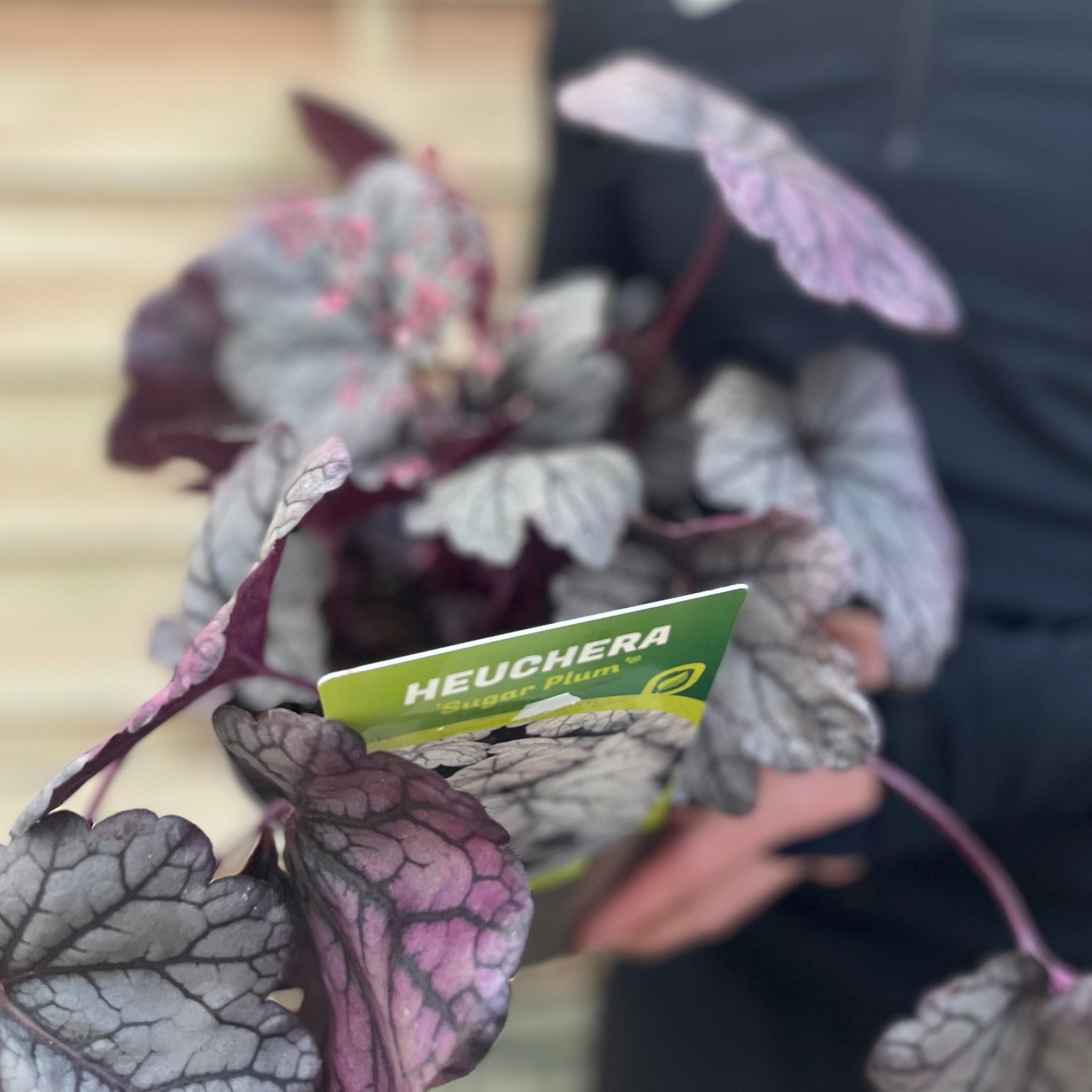 Heuchera 'Sugar Plum' 2L