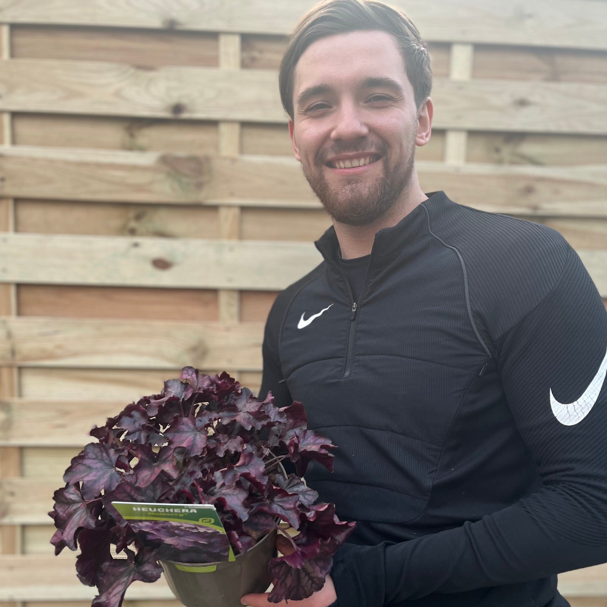 Heuchera 'Mulberry' 2L