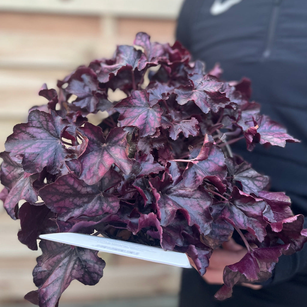Heuchera 'Mulberry' 2L