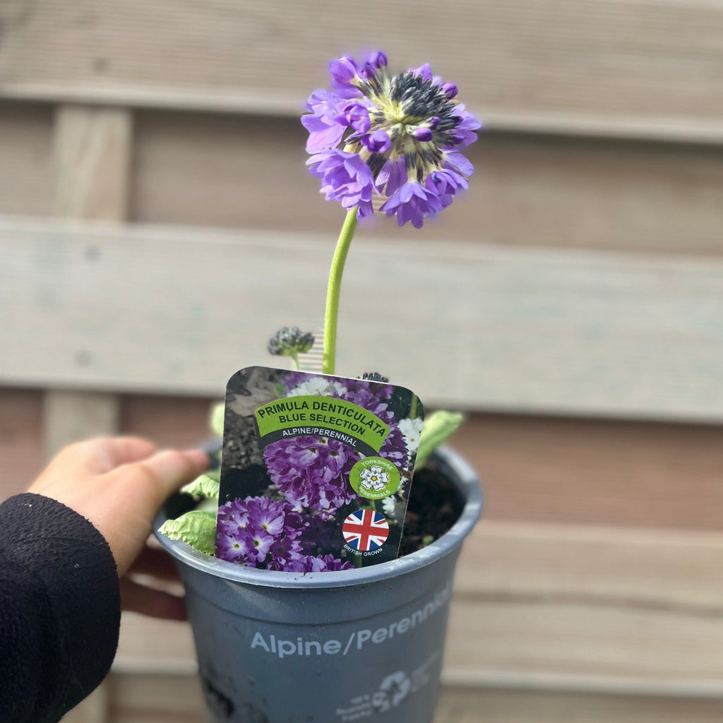 Primula denticulata Lilac (Drumstick Primrose) 9cm/1.5L