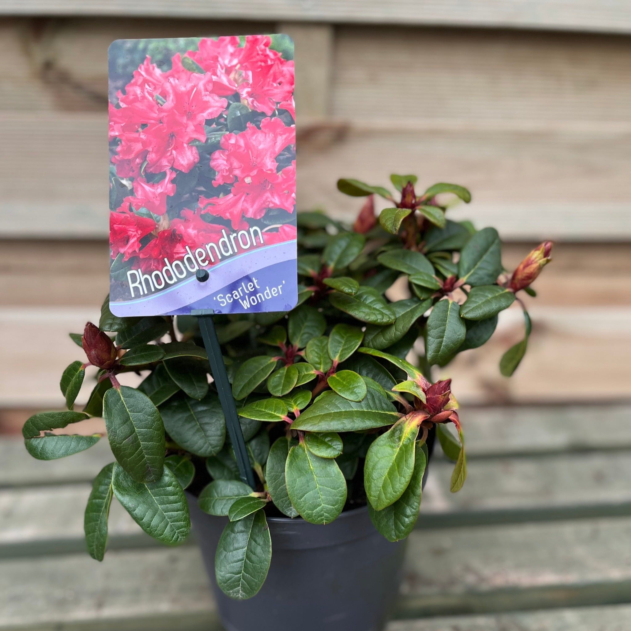 Rhododendron 'Scarlet Wonder' | Dwarf Rhododendron 1L / 2L