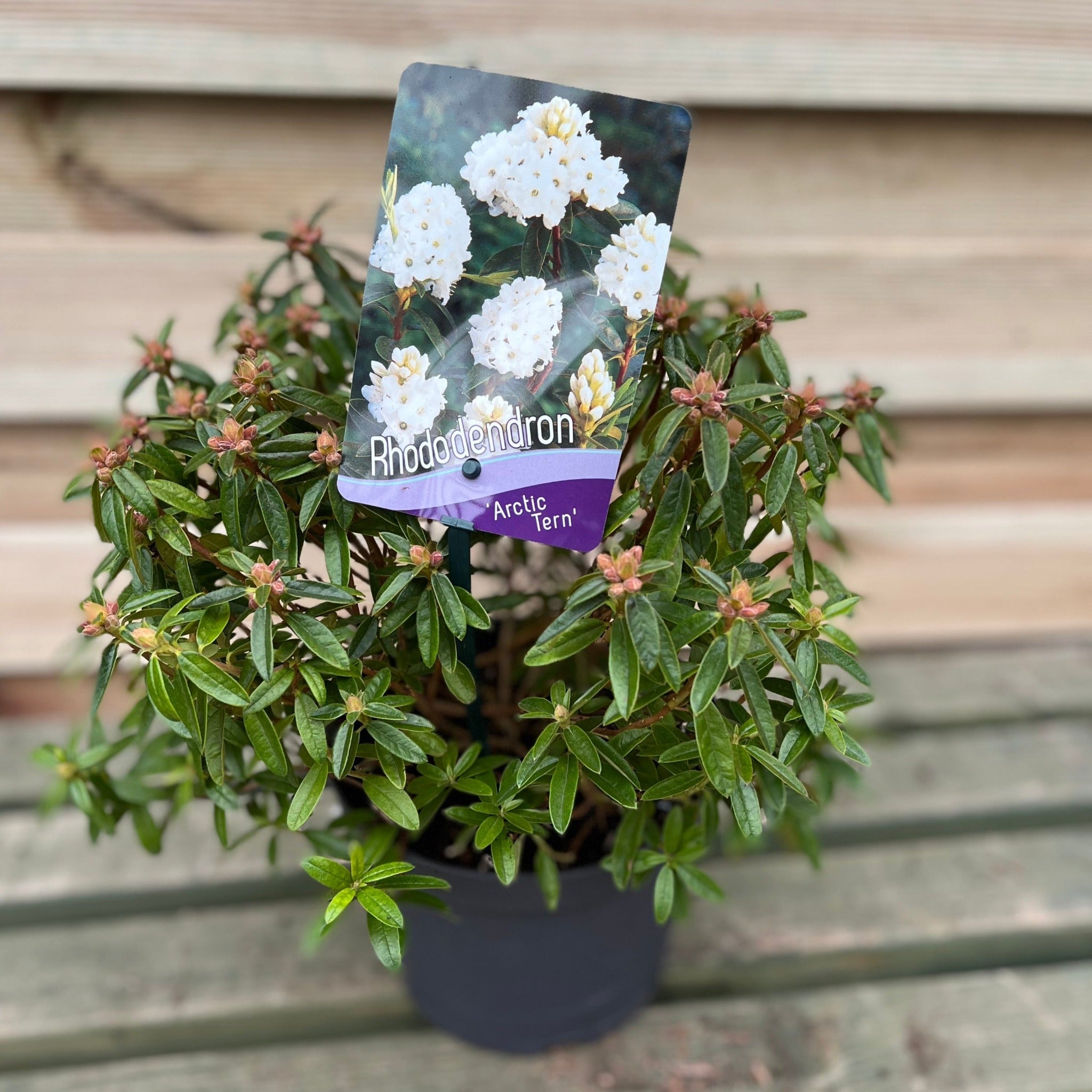 Rhododendron Dwarf White ‘Arctic Tern’ 2L