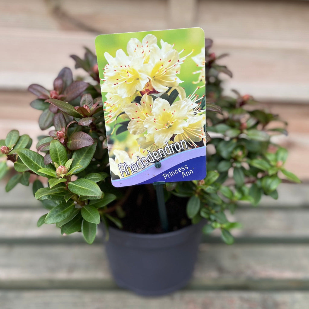 Rhododendron 'Princess Ann' | Dwarf Rhododendron 2L