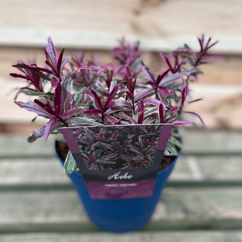 Hebe 'Sweet Dreams' 2L