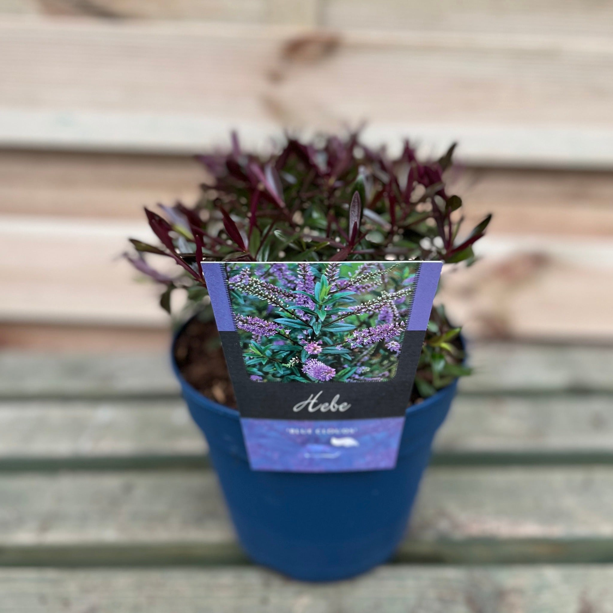 Hebe 'Blue Clouds' 2L