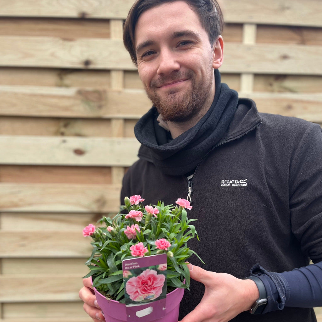 Dianthus 'Oscar Pink'