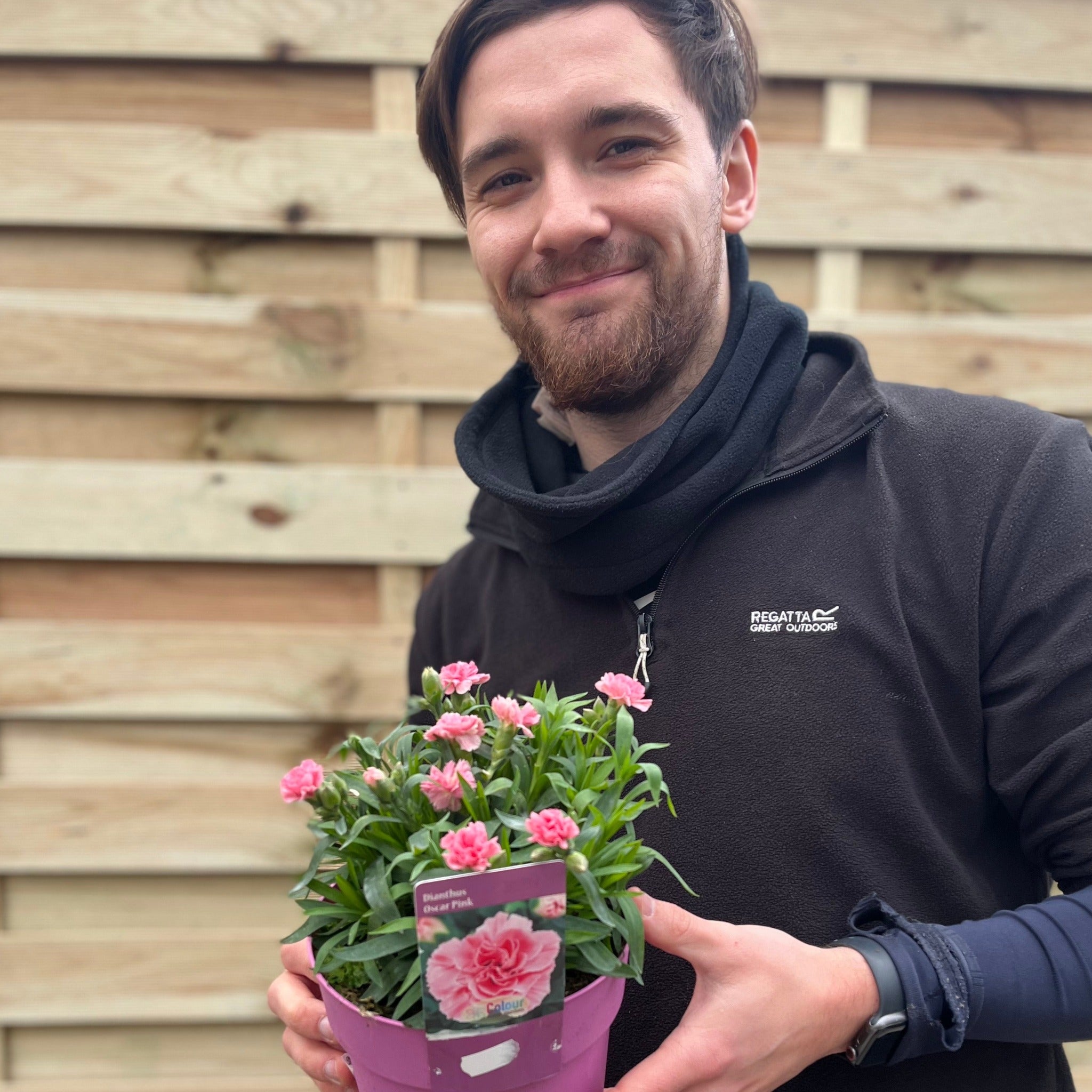 Dianthus 'Oscar Pink'
