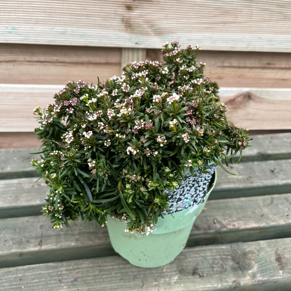 Iberis sempervirens 'Fishbeck' 2L