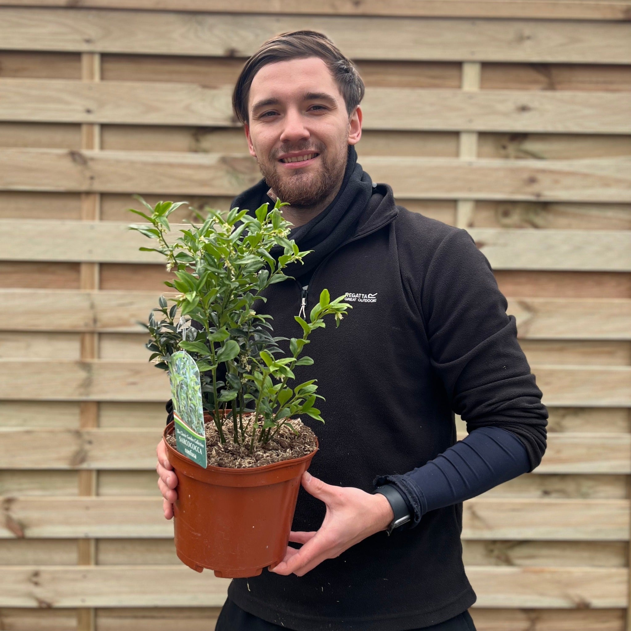 Sarcococca confusa 9cm/1L/2L