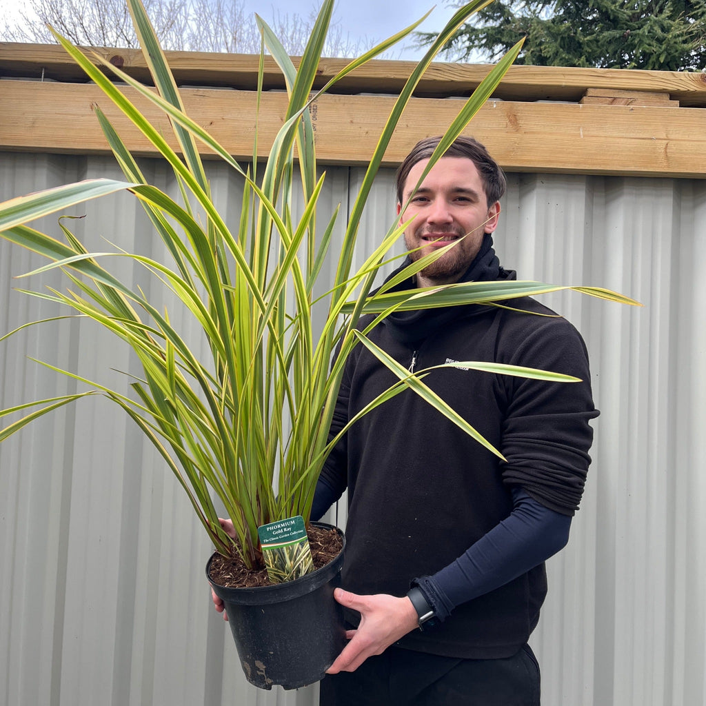 Phormium 'Gold Ray' 9cm / 2L